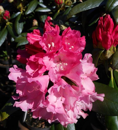 Rhododendron yak Kalinka 5 Litre - image 1