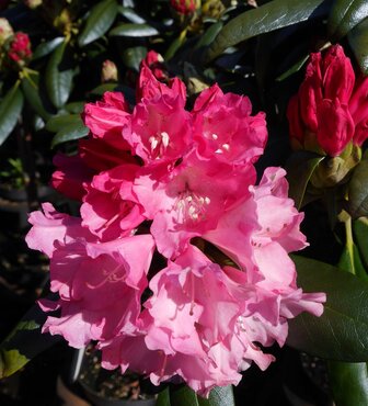 Rhododendron yak Kalinka 5 Litre - image 1