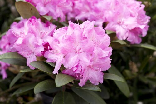 Rhododendron Yak Lumina 3 Litre