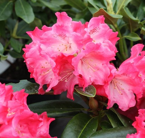 Rhododendron Yak Morning Red 3 litre