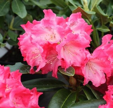 Rhododendron Yak Morning Red 3 litre