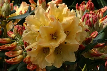 Rhododendron Yak Nancy Evans 3 litre