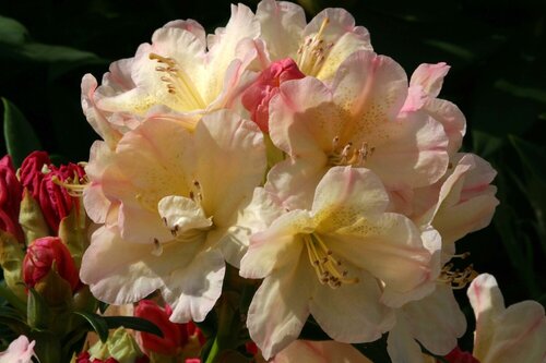 Rhododendron Yak Percy Wiseman 3 Litre - image 1