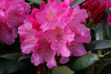 Rhododendron Yak Polaris 3 litre