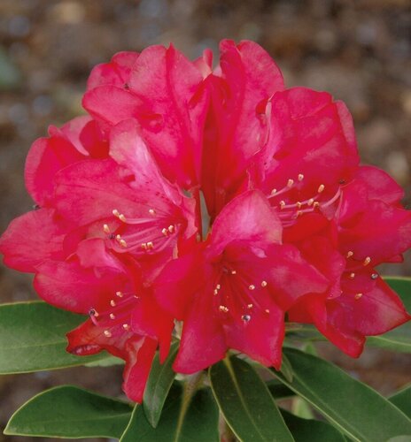 Rhododendron yak Roter Stern 5 Litre - image 1