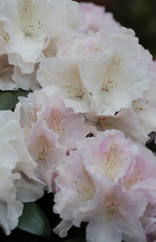 Rhododendron yak Schneekrone 5 Litre - image 1
