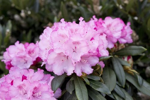 Rhododendron Yak Schneewittchen 3 Litre