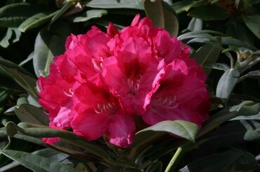 Rhododendron Yak Sneezy 3 litre