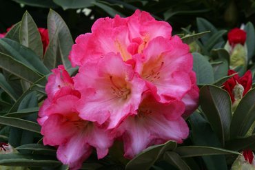 Rhododendron Yak Surrey Heath 3 litre