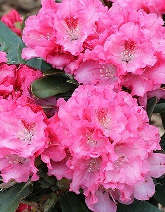 Rhododendron yak Tina Heinje 5 Litre - image 1