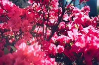 Rhododendrons and Azaleas