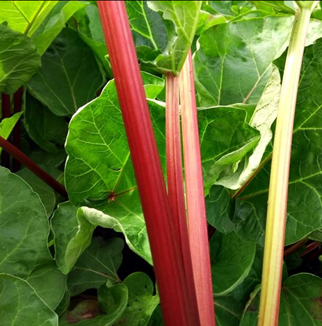 Rhubarb Champagne 3 Litre