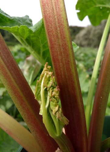 Rhubarb Glaskins Perpetual 3 Litre
