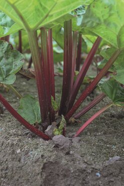 Rhubarb Raspberry Red 3 Litre