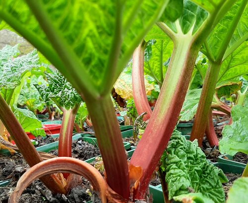Rhubarb Timperley Early 3 Litre