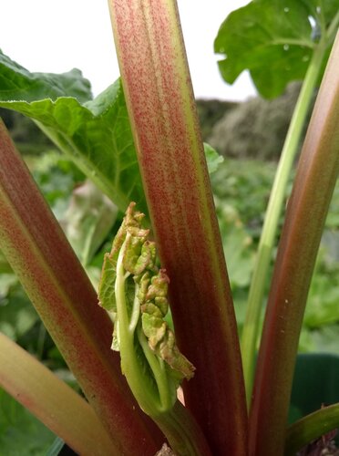 Rhubarb Timperley Early 3 Litre