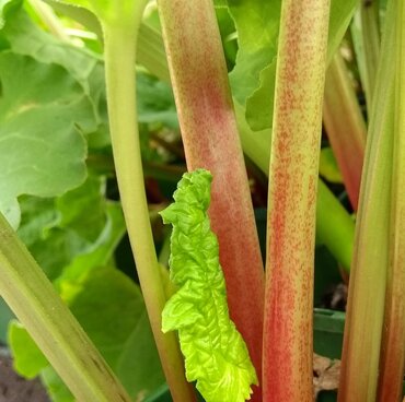 Rhubarb Victoria 3 Litre