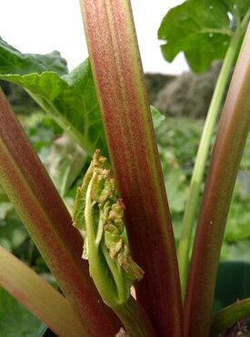 Rhubarb Victoria 3 Litre