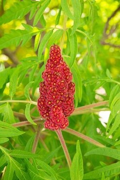 Rhus typhina 'Tiger Eyes' 3 Litre - image 3