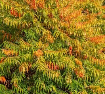 Rhus typhina 'Tiger Eyes' 3 Litre - image 2