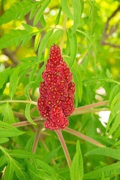 Rhus typhina Tiger Eyes 31cm - image 1