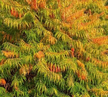 Rhus typhina Tiger Eyes 31cm - image 2