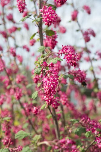 Ribes Amore 19cm