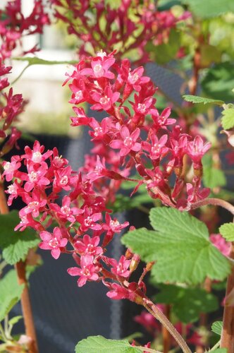 Ribes sanguineum Amore 4.6 litre - image 1