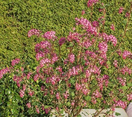 Ribes sanguineum Johannie PinkPomp 4.6 Litre - image 1
