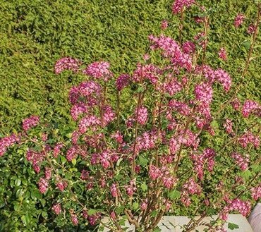 Ribes sanguineum Johannie PinkPomp 4.6 Litre - image 1