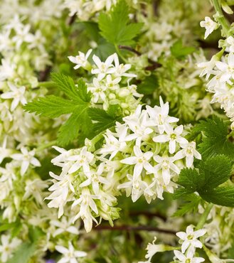 Ribes sanguineum Johannie whitenow 4.6 Litre - image 1