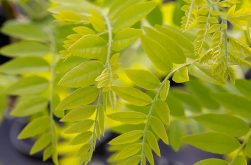 Robinia Frisia 12 Litre - image 1