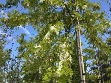 Robinia Frisia 12 Litre