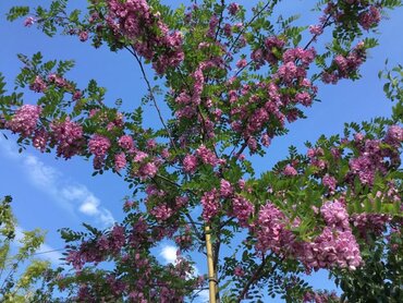 Robinia Pink Cascade 12 Litre
