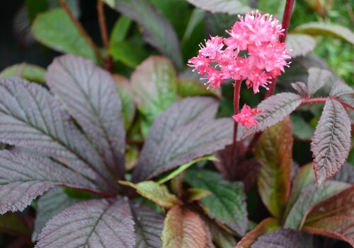 Rodgersia Bronze Peacock 3 Litre