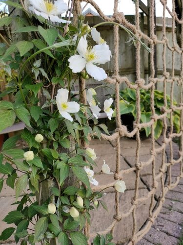 Rope Trellis 0.6x1.8m - image 6