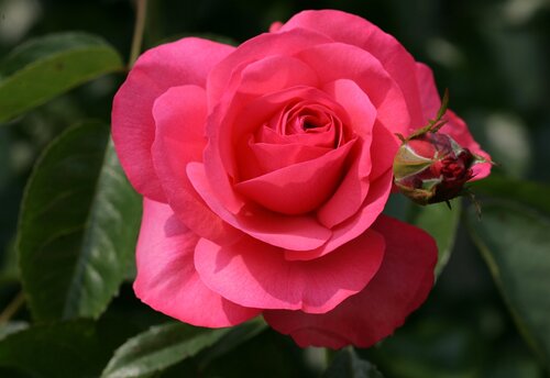 Rosanna 4.5 Litre - image 1