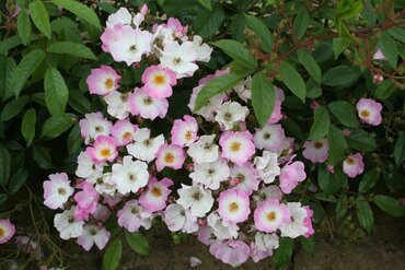 Rose Ballerina 4 Litre - image 1