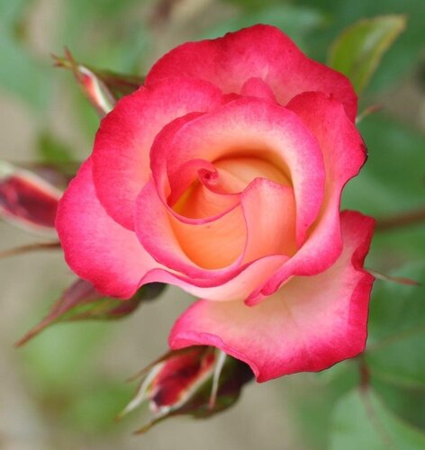 Rose Birthday Girl 3 Litre - image 1