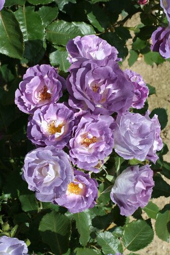 Rose Blue For You 3 Litre - image 1