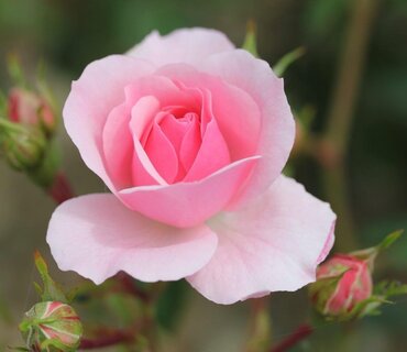 Rose Bonica Rose 4 Litre - image 1