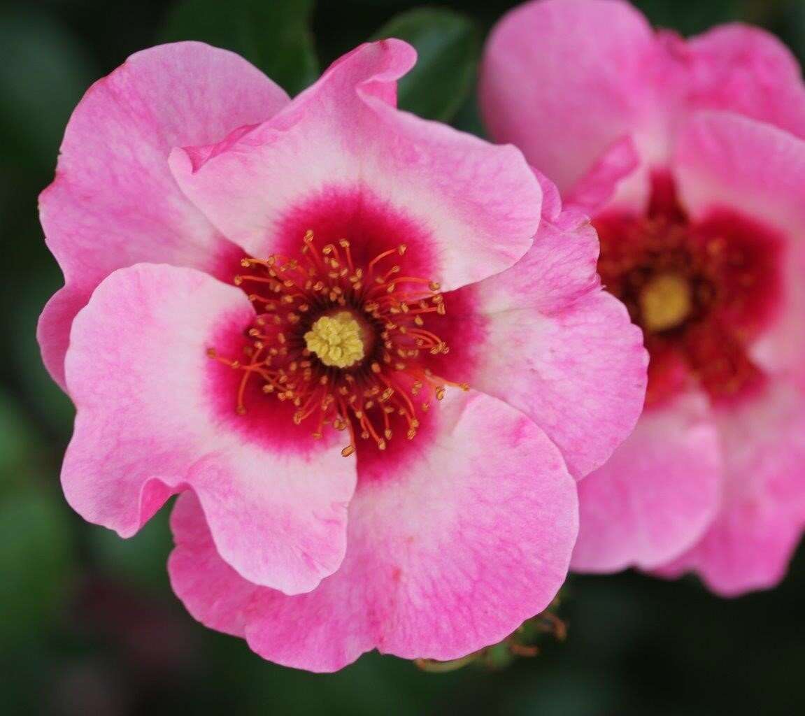 Bright As A Button Bush Rose 3 Litre - Stewarts Garden Centre