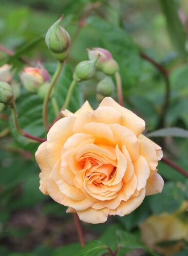 Rose Buff Beauty 4 Litre