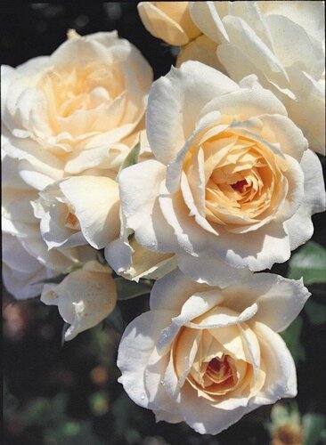 Rose Champagne Moment 3 Litre - image 1
