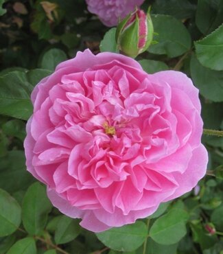 Rose Comte De Chambord Rose 4 Litre - image 1