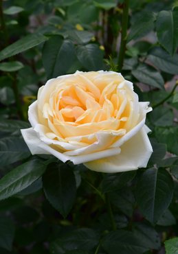 Rose Countess Of Wessex 4 Litre