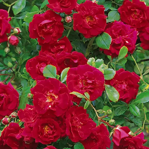 Rose Crimson Shower 6L