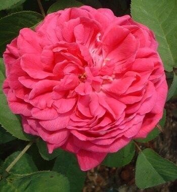 Rose De Rescht Rose 4 Litre - image 1