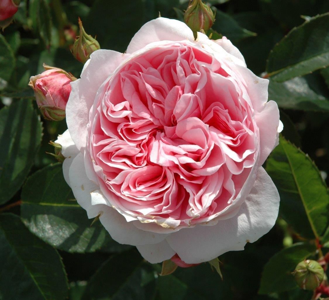 Rose Dunham Massey 4 Litre Stewarts Garden Centre