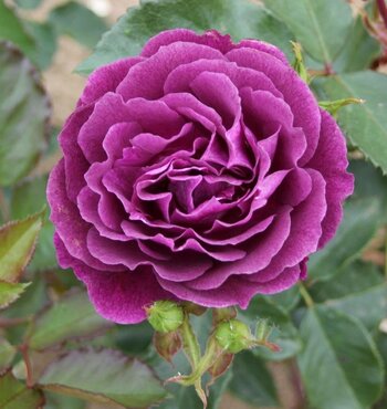 Rose Ebb Tide 3 Litre - image 1